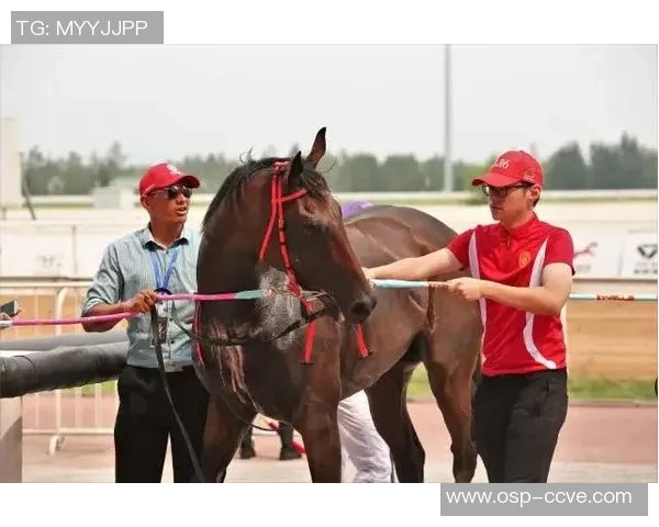 西安羽毛球队速度之争引发热议球迷与专家各执己见